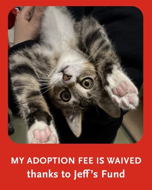 BENNY - Domestic Short Hair available for adoption