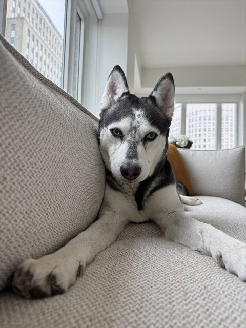 ORCA - Siberian Husky for adoption in Cambridge
