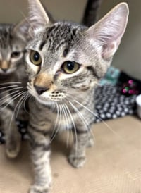 FUZZY - Photo 1