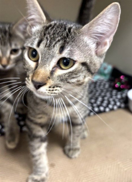 FUZZY - Domestic Short Hair available for adoption