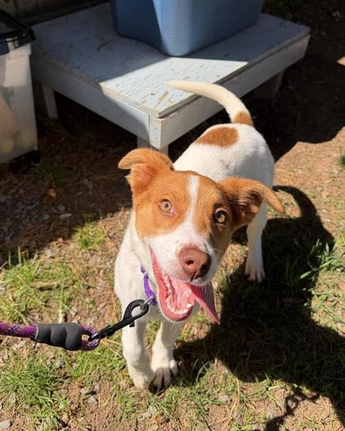 ROSITA - Australian Cattle Dog/Blue Heeler for adoption in Cambridge