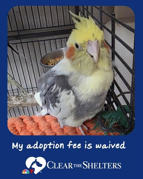 JACKIE - Cockatiel available for adoption
