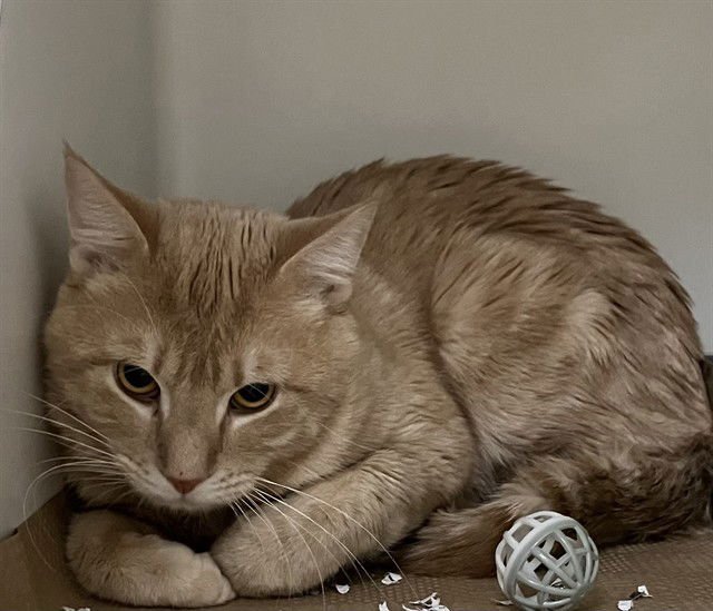 SIMBA - Domestic Short Hair available for adoption