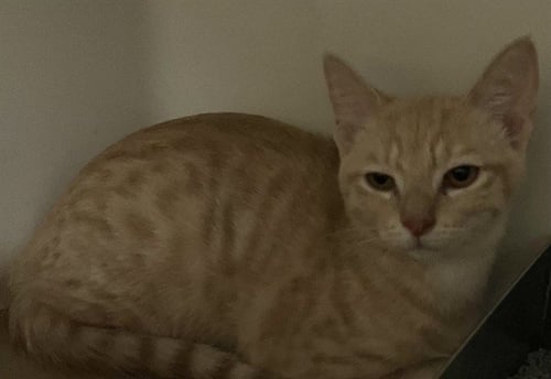 GENESIS - Domestic Short Hair available for adoption