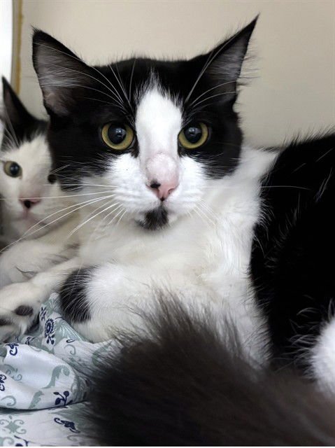 FACE - Domestic Long Hair available for adoption