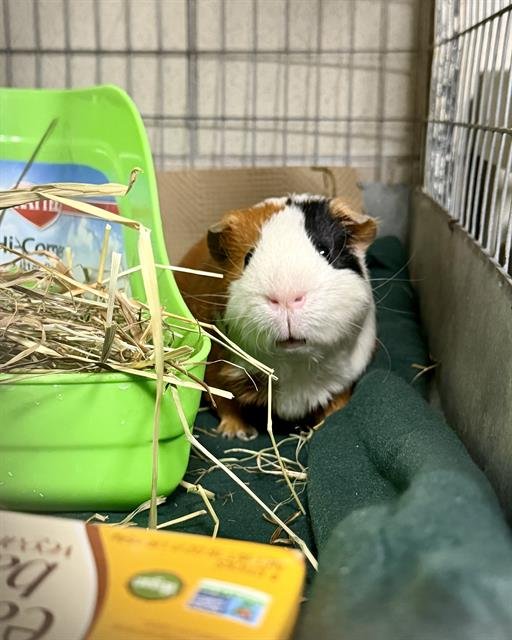 HERMES - Guinea Pig available for adoption