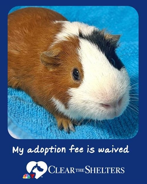 HERMES - Guinea Pig available for adoption