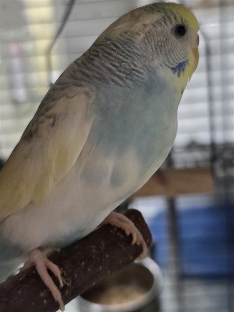 GONZO - Parakeet - Other available for adoption