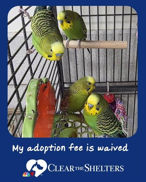 BLUGGOE - Parakeet - Other available for adoption