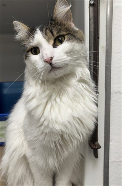 DASHER - Domestic Long Hair available for adoption
