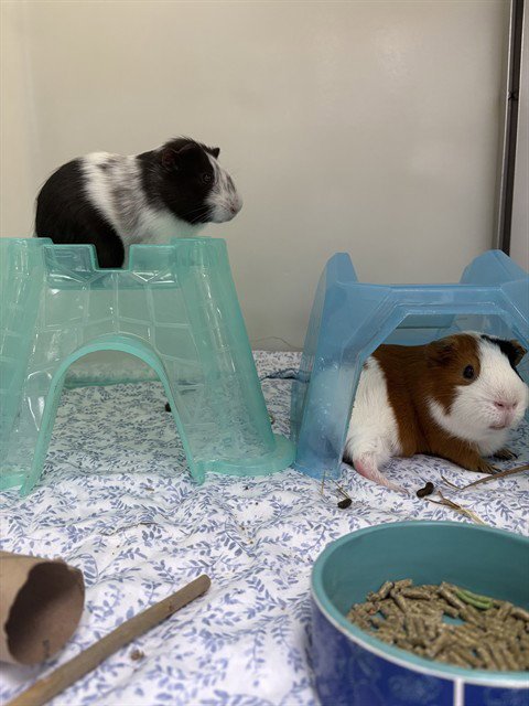 FINN - Guinea Pig available for adoption