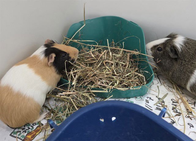 CHUNGUS - Guinea Pig available for adoption