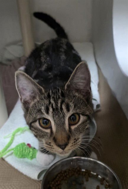 TOMATO - Domestic Short Hair available for adoption