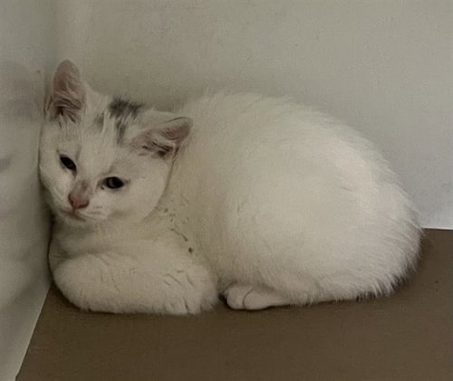 CARRERA - Domestic Short Hair available for adoption