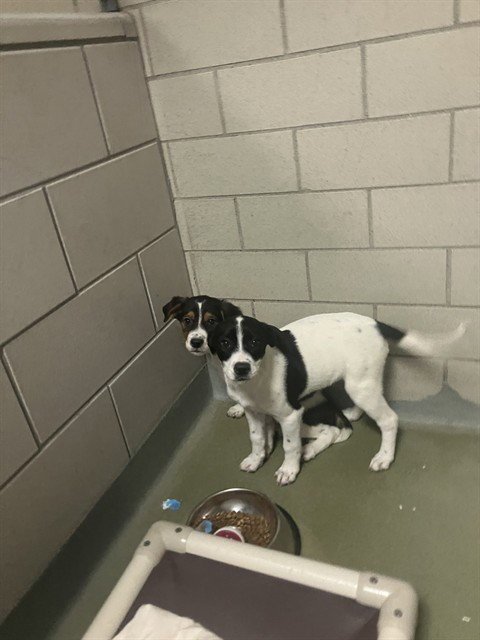 ROTINI - Beagle available for adoption