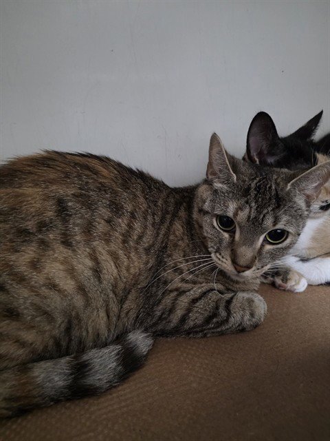 ALICE - Domestic Short Hair for adoption in Boston