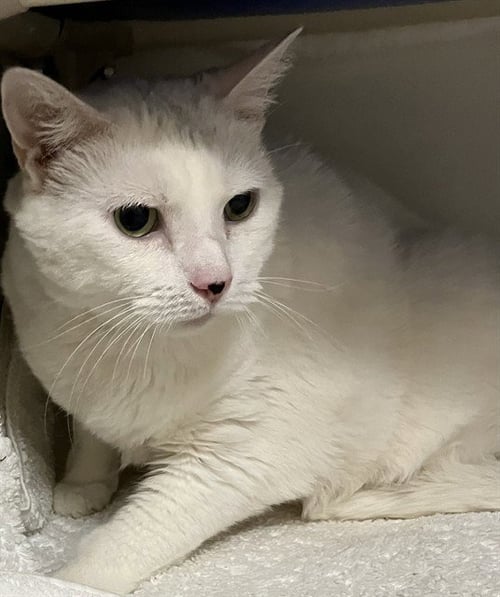 CHLOE - Domestic Short Hair available for adoption