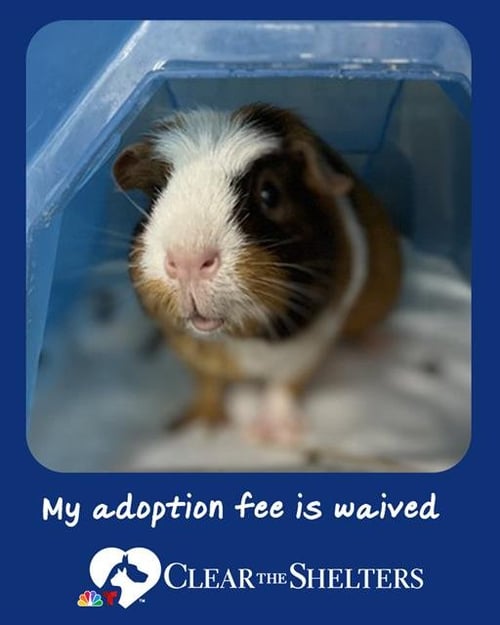NATASHA - Guinea Pig available for adoption