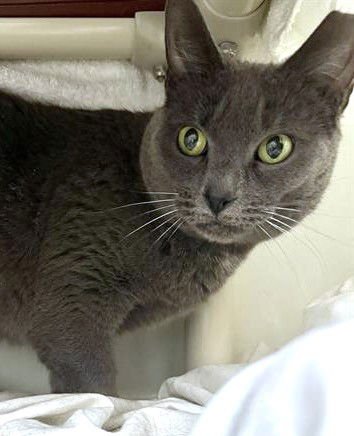 LADY SLIPPERS - Domestic Short Hair available for adoption