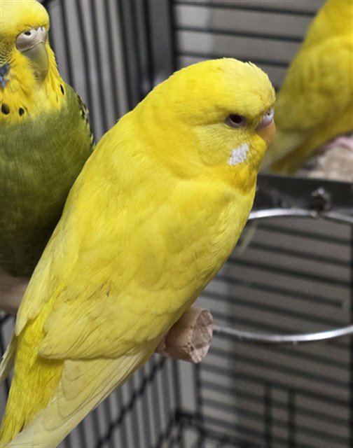 ANIMAL Image