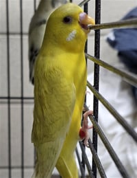 BEAKER - Photo 1