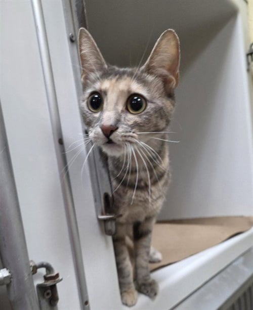 LUNA - Domestic Short Hair available for adoption