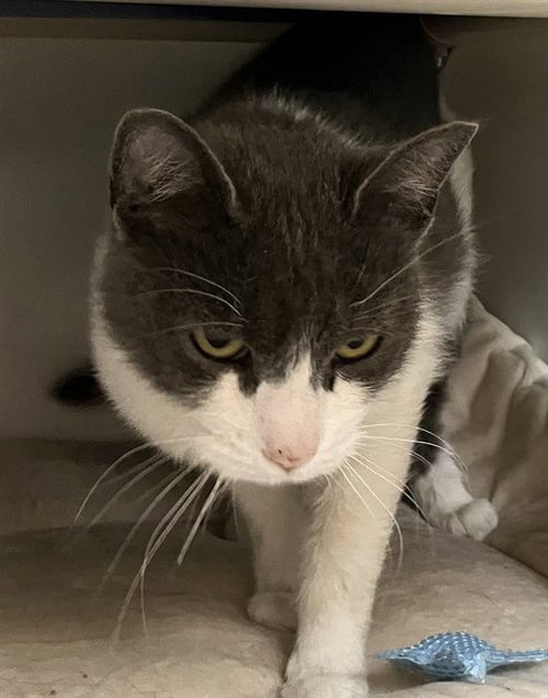 LULU - Domestic Short Hair for adoption in Cambridge