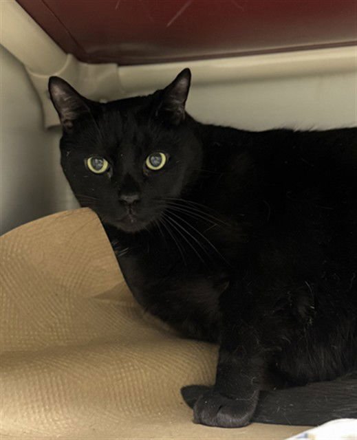 DUKE - Domestic Short Hair available for adoption