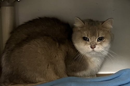 SCOOBY - British Shorthair available for adoption