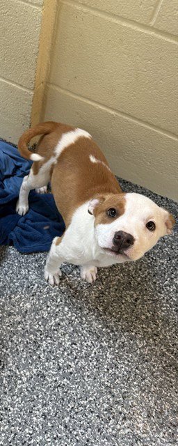 SKYE - American Pit Bull Terrier available for adoption