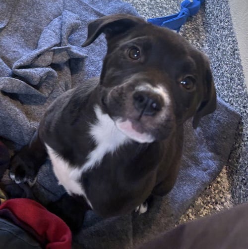 SID - American Pit Bull Terrier available for adoption