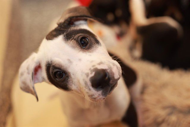 RUDY - Husky available for adoption