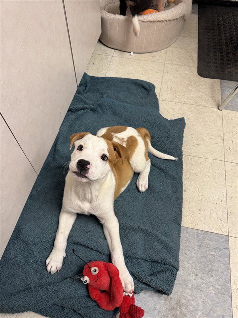 SAWYER - American Pit Bull Terrier available for adoption