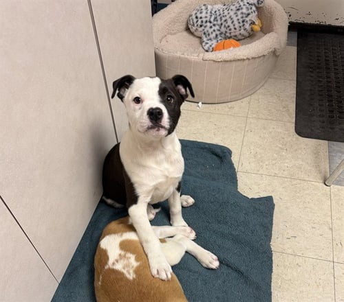 SALLY - American Pit Bull Terrier available for adoption