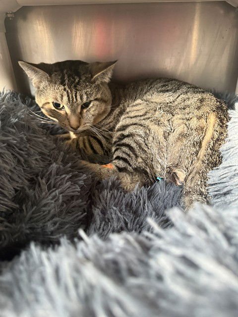 KIELY - Domestic Short Hair available for adoption