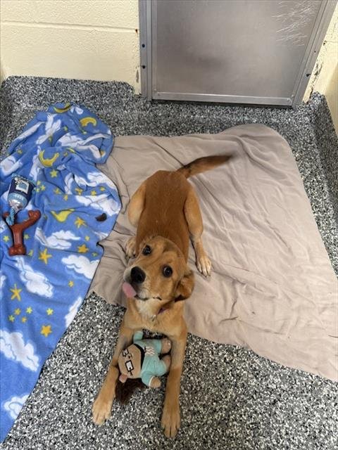 BRAWNER - Labrador Retriever available for adoption