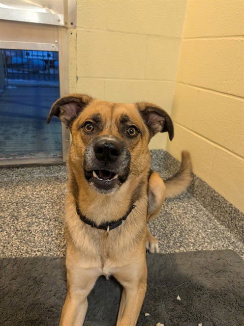 BEAR - German Shepherd Dog available for adoption