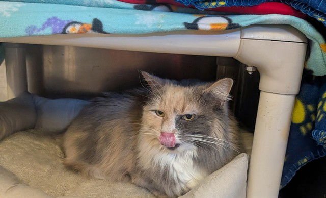 POPPY - Domestic Long Hair available for adoption