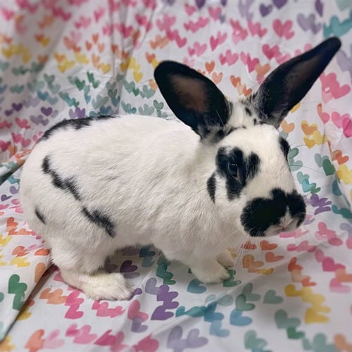 DONKEY - Shorthaired Rabbit available for adoption