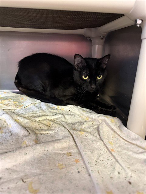 KEELAH - Domestic Short Hair available for adoption