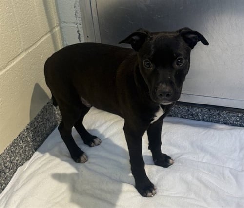 JACK - Labrador Retriever available for adoption