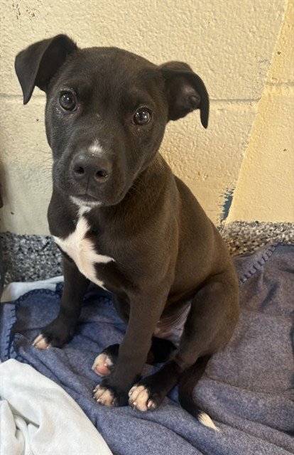 TONY - Labrador Retriever available for adoption