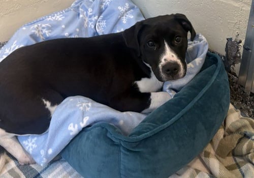 ANNIE - Labrador Retriever available for adoption