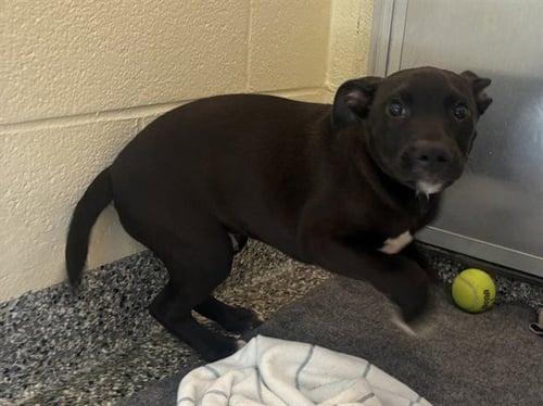 DANNY - Labrador Retriever available for adoption