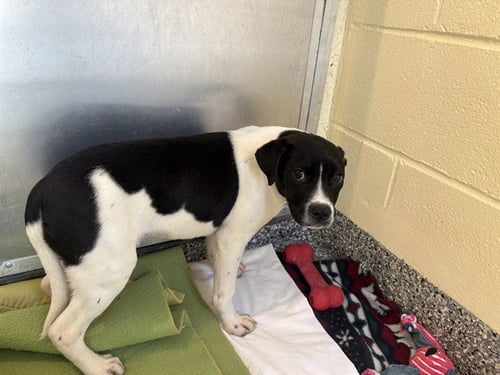 CARRIE - Labrador Retriever available for adoption