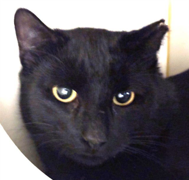 MR. MONOPOLY - Domestic Short Hair available for adoption