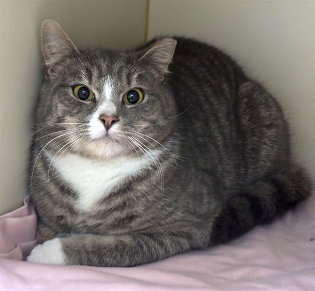 STEFON DIGGS - Domestic Short Hair available for adoption