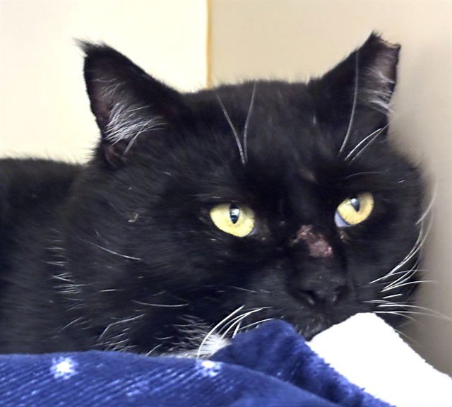 MANNY - Domestic Short Hair available for adoption