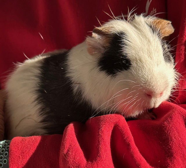 PORK CHOP - Guinea Pig available for adoption