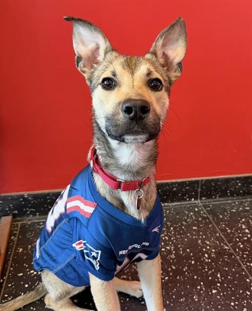 MOUSE - German Shepherd Dog available for adoption